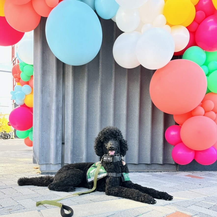 A picture of Nirvana, a black labrador retriever wearing a green service animal uniform, lying down. Behind Nirvana there is a grey concrete wall and an arch of colorful balloons.