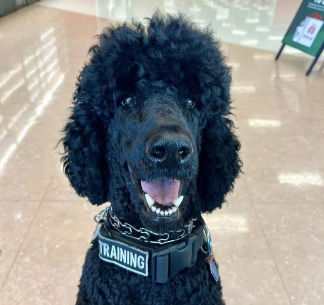 Nirvana, a black standard poodle with a large fur poof on the top of his head, is smiling widely at the camera